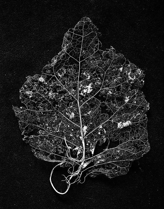 Brachyglottis #459