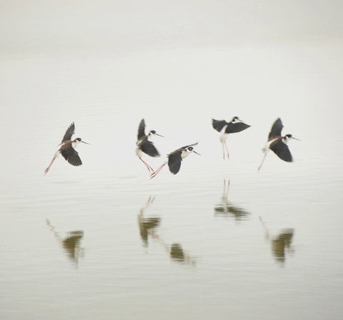 Birds - San Francisco Bay