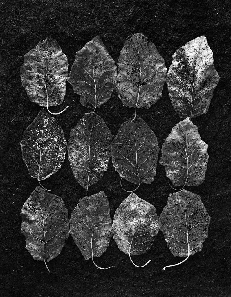 Brachyglottis 0441C