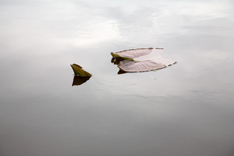 Quiet Contemplation 2