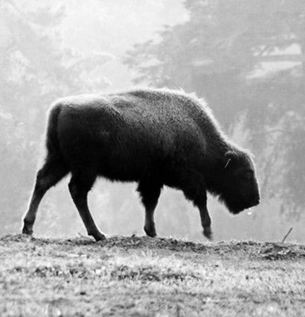 Buffalo Polaroid #2
