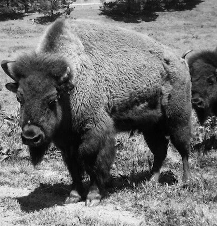 Buffalo Polaroid #1