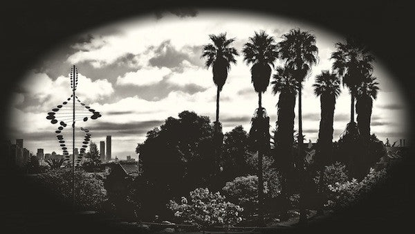 Palms of Dolores Park