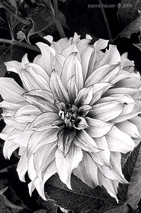 Dahlia 1