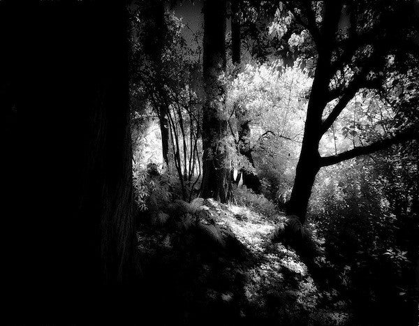 Dark Path, San Francisco