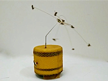 Flight of the Honey Bees
