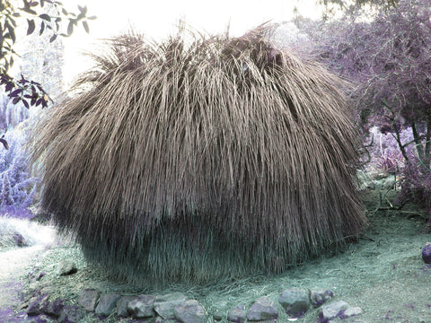 Australian Grass Tree