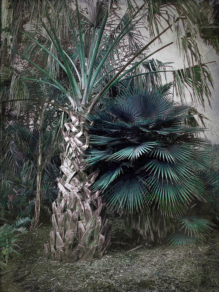 PALM