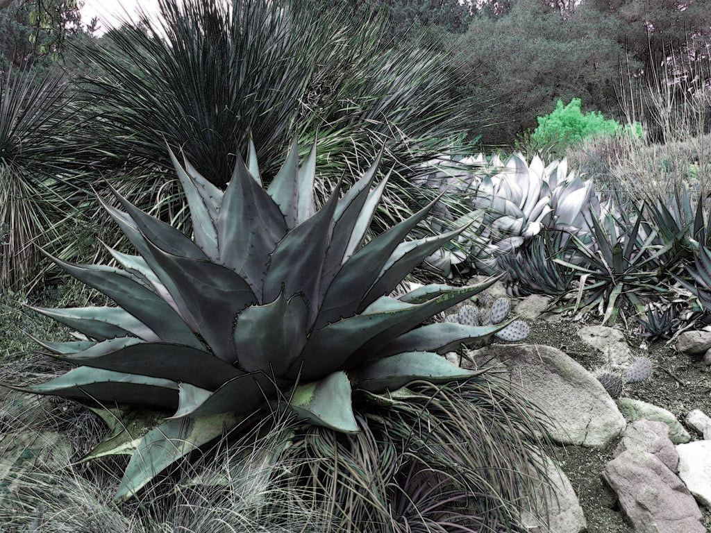 AGAVE