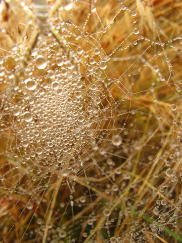 Reaching Back, Carrying Forward