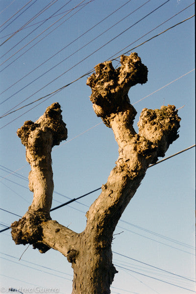 Sacramento Street Tree Series, no. III