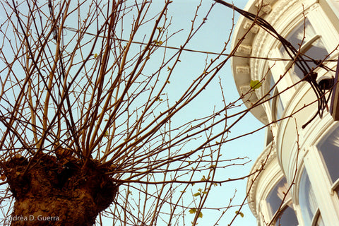 Sacramento Street Tree Series, no. VI