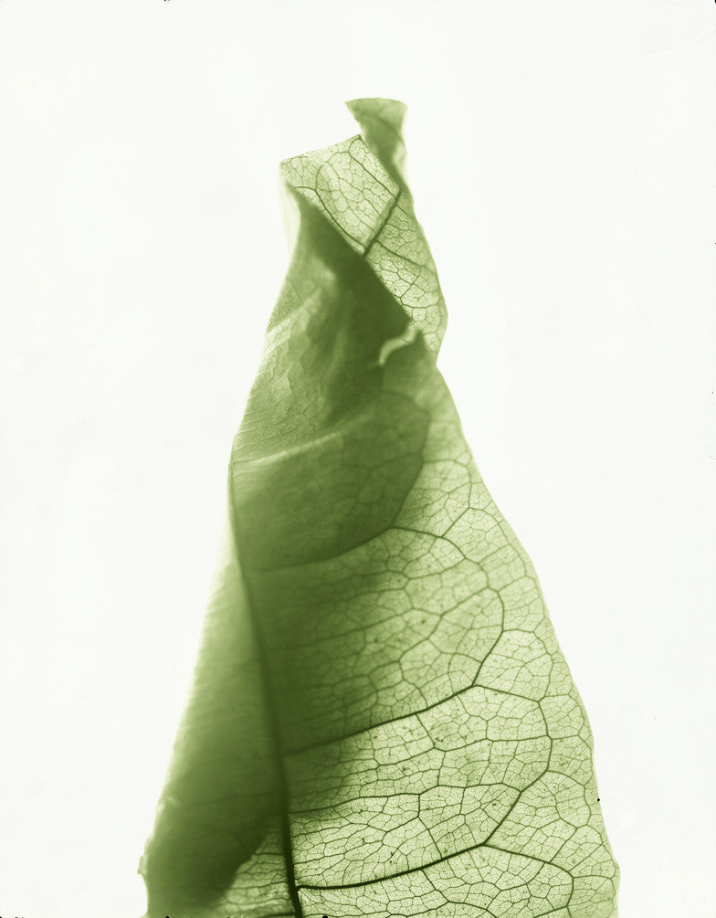 Tropical Leaf