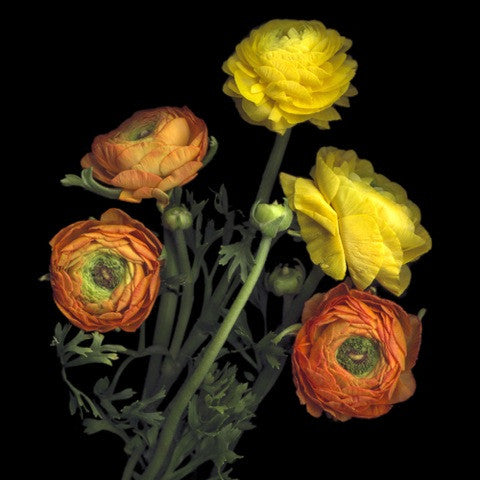 Ranuculus