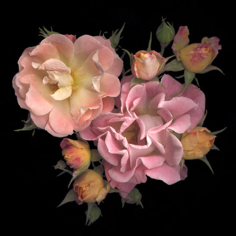 Rosa Floribunda
